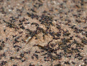 ants attacking
